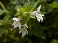 Prasium majus 9, Saxifraga-Jan van der Straaten