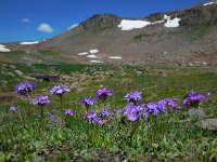 Primula algida 3, Saxifraga-Ed Stikvoort