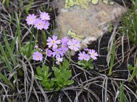 Primula exigua 4, Saxifraga-Harry Jans  Primula exigua