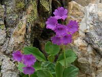 Primula latifolia 3, Saxifraga-Harry Jans