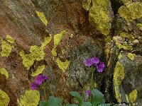 Primula latifolia 8, Saxifraga-Harry Jans