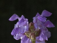 Prunella grandiflora, Large-flowered Self-heal