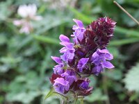 Prunella grandiflora 14, Grote brunel, Saxifraga-Rutger Barendse
