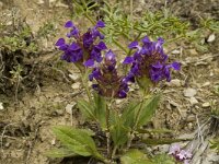 Prunella grandiflora 2, Grote brunel, Saxifraga-Jan van der Straaten