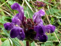 Prunella grandiflora 36, Grote brunel, Saxifraga-Hans Grotenhuis