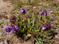 Prunella grandiflora 38, Grote brunel, Saxifraga-Ed Stikvoort