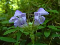 Prunella grandiflora 39, Grote brunel, Saxifraga-Ed Stikvoort : Poncebos - Cordiñanes de Valdeón s9900