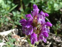Prunella grandiflora 7, Grote brunel, Saxifraga-Jan van der Straaten