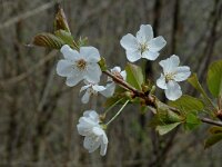 Prunus avium 10, Zoete kers, Saxifraga-Marijke Verhagen