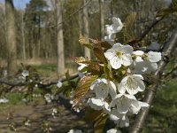 Prunus avium 23, Zoete kers, Saxifraga-Jan van der Straaten