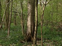 Prunus avium 28, Zoete kers, Saxifraga-Hans Boll