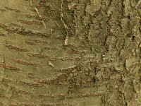 Prunus avium 34, Zoete kers, Saxifraga-Hans Boll