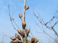 Prunus avium 42, Zoete kers, Saxifraga-Rutger Barendse