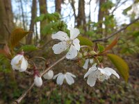 Prunus avium 44, Zoete kers, Saxifraga-Ed Stikvoort