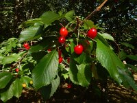 Prunus avium 47, Zoete kers, Saxifraga-Ed Stikvoort