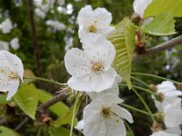 Prunus avium 48, Zoete kers, Saxifraga-Ed Stikvoort