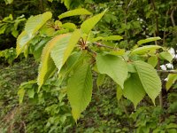 Prunus avium 49, Zoete kers, Saxifraga-Ed Stikvoort