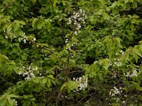 Prunus avium 51, Zoete kers, Saxifraga-Ed Stikvoort