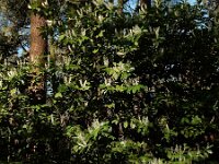 Prunus laurocerasus 5, Laurierkers, Saxifraga-Ed Stikvoort