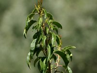 Prunus lusitanicus