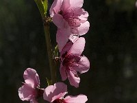 Prunus persica 3, Saxifraga-Jan van der Straaten