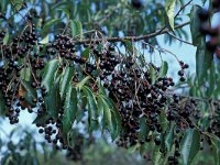 Prunus serotina 5, Amerikaanse vogelkers, Saxifraga-Piet Zomerdijk