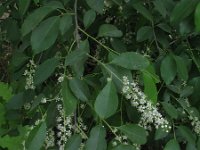 Prunus serotina 6, Amerikaanse vogelkers, Saxifraga-Rutger Barendse