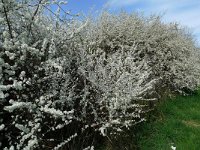 Prunus spinosa 27, Sleedoorn, Saxifraga-Mark Zekhuis