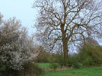 Prunus spinosa 47, Sleedoorn, Saxifraga-Hans Boll