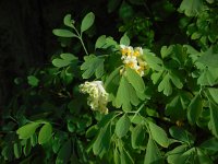 Pseudofumaria alba 2, Geelwitte helmbloem, Saxifraga-Ed Stikvoort