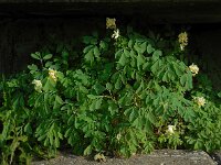 Pseudofumaria alba 3, Geelwitte helmbloem, Saxifraga-Ed Stikvoort
