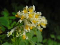 Pseudofumaria alba 4, Geelwitte helmbloem, Saxifraga-Ed Stikvoort