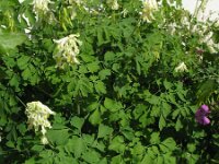 Pseudofumaria alba 5, Geelwitte helmbloem, Saxifraga-Rutger Barendse