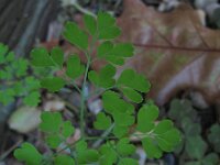 Pseudofumaria alba 7, Geelwitte helmbloem, Saxifraga-Rutger Barendse