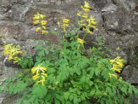 Pseudofumaria lutea 13, Gele helmbloem, Saxifraga-Rutger Barendse
