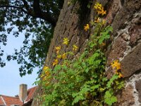 Pseudofumaria lutea 8, Gele helmbloem, Saxifraga-Ed Stikvoort