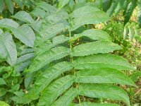 Pterocarya fraxinifolia 2, Kaukasische vleugelnoot, Saxifraga-Rutger Barendse
