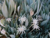 Pterocephalus lasiospermus 5, Saxifraga-Ed Stikvoort