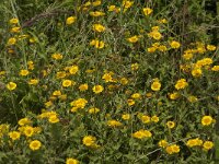 Pulicaria dysenterica 15, Heelblaadjes, Saxifraga-Jan van der Straaten