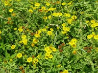 Pulicaria dysenterica 52, Heelblaadjes, Saxifraga-Hans Grotenhuis