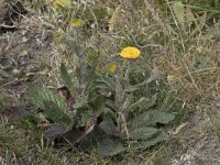 Pulicaria odora 2, Saxifraga-Willem van Kruijsbergen