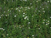 Pulicaria vulgaris 11, Klein vlooienkruid, Saxifraga-Hans Boll