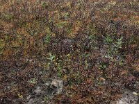 Pulicaria vulgaris 12, Klein vlooienkruid, Saxifraga-Hans Boll