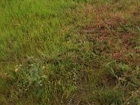 Pulicaria vulgaris 13, Klein vlooienkruid, Saxifraga-Hans Boll