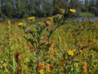 Pulicaria vulgaris 26, Klein vlooienkruid, Saxifraga-Ed Stikvoort