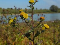 Pulicaria vulgaris 28, Klein vlooienkruid, Saxifraga-Ed Stikvoort