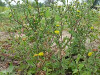 Pulicaria vulgaris 29, Klein vlooienkruid, Saxifraga-Hans Grotenhuis