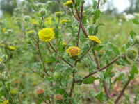 Pulicaria vulgaris 32, Klein vlooienkruid, Saxifraga-Hans Grotenhuis