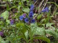 Pulmonaria longifolia ssp cevennensis 8, Saxifraga-Willem van Kruijsbergen