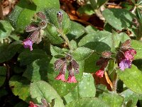 Pulmonaria officinalis 10, Gevlekt longkruid, Saxifraga-Jan van der Straaten